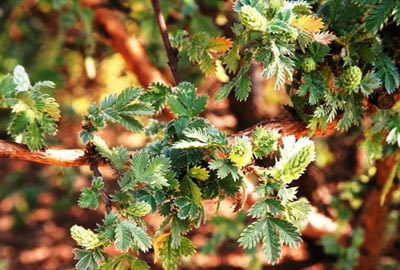 Leucosidea sericea leaves: Photographed by Johannes Vogel